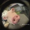 viviannguye01