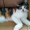 a.akusiapa_12
