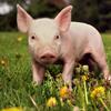 pigs_are_so_cute1567