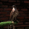 hieufalconry1