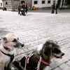 anni_arpad_gipsy