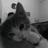 lttze_