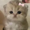 urfavgurllou