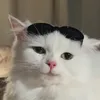 andfis03