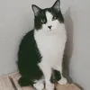gatinhos201