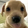 xqxs_am