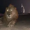 lovtrenbalon