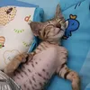pookkhappyy