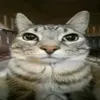 silver_22xh