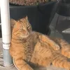 gingerppourrrr