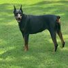 d.ddobermans