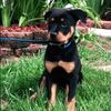 roxy_the_rott