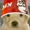 perrito...kfc