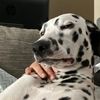 dalmatian2221