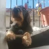 belmonteal_lio