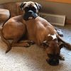 2boxermom