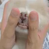 chippygorl
