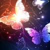 butterfly_ali0