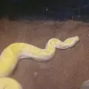 pgsar