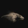 seventeen_grays