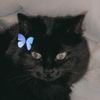 abowlofseaweed
