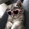namsdy_