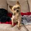 yodatheyorkie