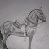 felixmurillo0643