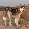 horusthehusky