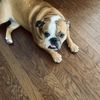 bree_and_the_bully
