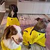 dogflixandchill
