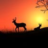 andrew__sims04