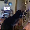 animalalterego