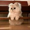 so.elsayed