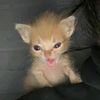 kiwnan___