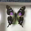 moko_butterfly
