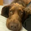 rocky_the_top.dog