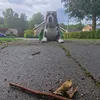 maia_the_landshark