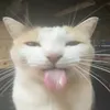 timon_69._