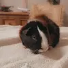 .guineapigbuddy