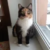 red_cat83