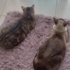 gato._.panz0n