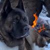 leonidas_theakita