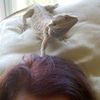 pixiedragons