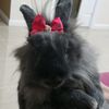 bunnynamaste