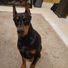 dobermangirl