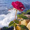 nora4688