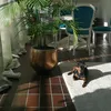 mukimukuchdog