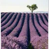 agar_80
