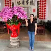 maihong896
